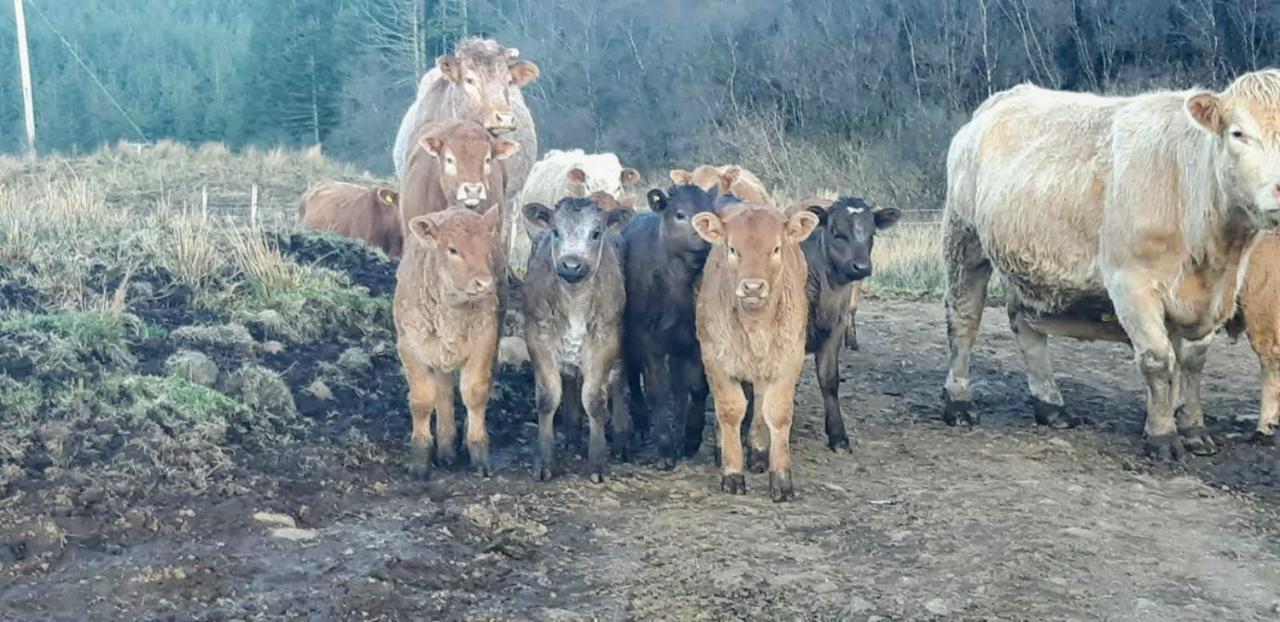 An Cois Na H-Aibhne Daire Skeabost Dış mekan fotoğraf